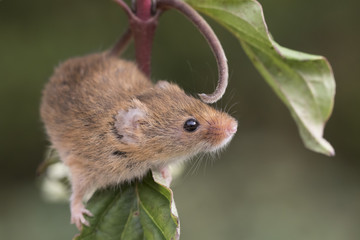 harvest mouse, mice close up portrait with blurred background on thistle, corn, berry and sloes