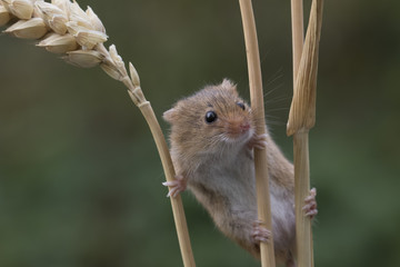 harvest mouse, mice close up portrait with blurred background on thistle, corn, berry and sloes