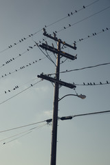Birds on a wire