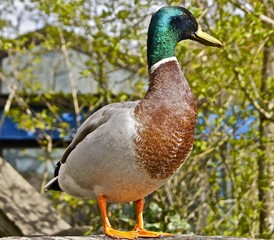 Duck