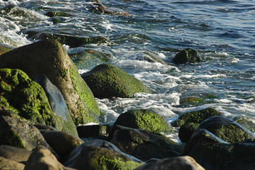 Close-up of rocks with green moss on, under afternoon sunlight in Tenerife, Canary Islands, Spain