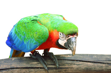 green macaw on branch white isolated background