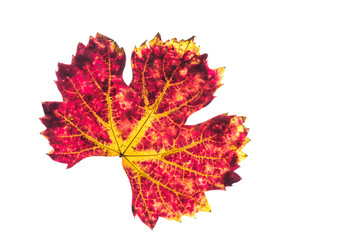Rot gelb Weinblatt im Herbst