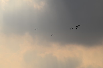 Bird flying silhouette cloudy sky in the netherlands