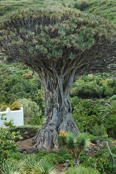 Famous Dracaena draco or Drago Milenario, the thousand-year-old-dragon tree, the oldest living plant of this species, based in Icod de los Vinos, Tenerife, Canary Islands, Spain