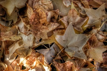 Otoño liquidámbar
