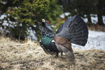 The western capercaillie