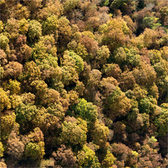 Vue aérienne de forêt en automne en Eure-et-Loir en france près d'Anet