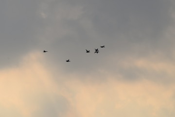 Obraz premium Bird flying silhouette cloudy sky in the netherlands