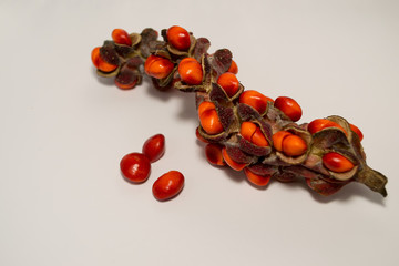 Red bright magnolia seed in green pods