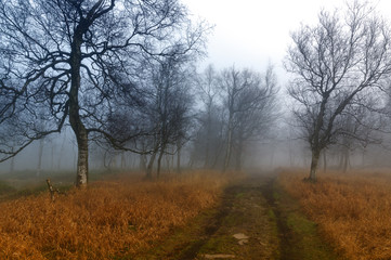 Forest path in the fog - 179872838