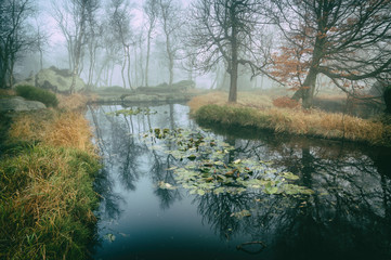Forest pond - 179872844