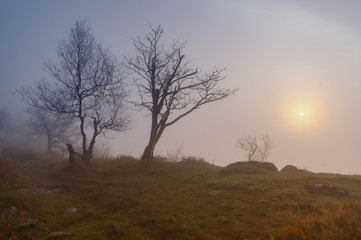 Sunrise in the fog - 179872874