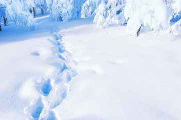 Path in winter forest after snowfall. Beautiful winter background