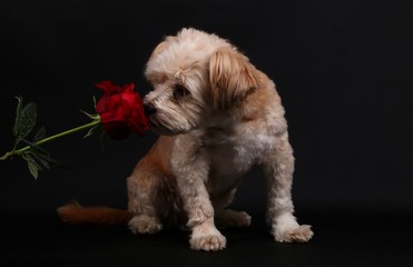 kleiner brauner Mischling sitzt im Studio und schnüffelt an einer farbigen Rose