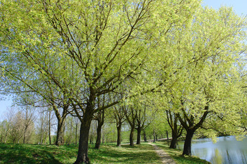 Naklejka premium Silvery willow blossom in spring time.
