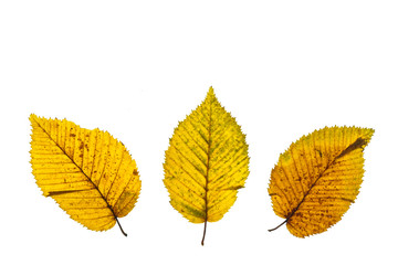 Gelbes Laub im Herbst der Hainbuche als Freisteller