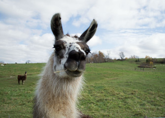 Closeup photo of a white llama posing for the camera