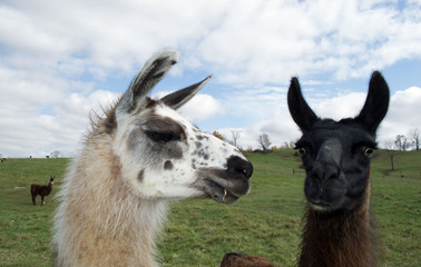 Closeup photo of two llamas posing for the camera