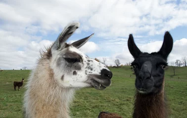 Deurstickers Closeup photo of two llamas posing for the camera © James