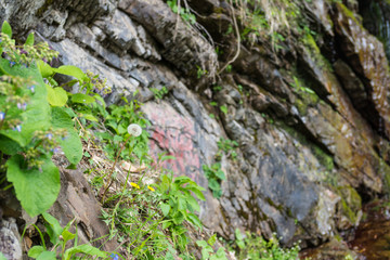 Dandelion on a background of stones