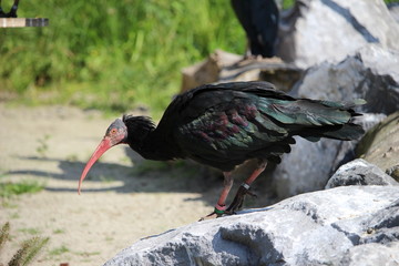 Waldrapp