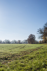 Fototapeta na wymiar Feld mit frischem Grün und Morgentau, blauer Himmel, rechts herbstlicher Waldrand, Hochformat