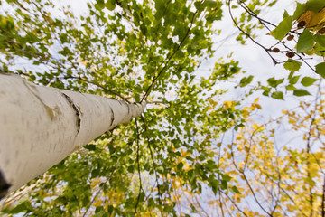 Fototapeta premium The trunk of a birch. The view from the bottom up. Autumn.