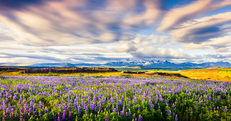 Typical Icelandic landscape with field of blooming lupine flowers in the June.