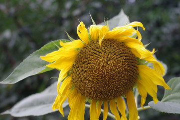 yellow sunflower in garden.