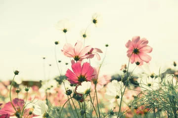  Vintage kleur kosmos bloem in het veld © applezoomzoom