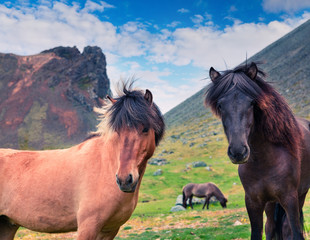 Obraz premium Developed from ponies - Icelandic horses.
