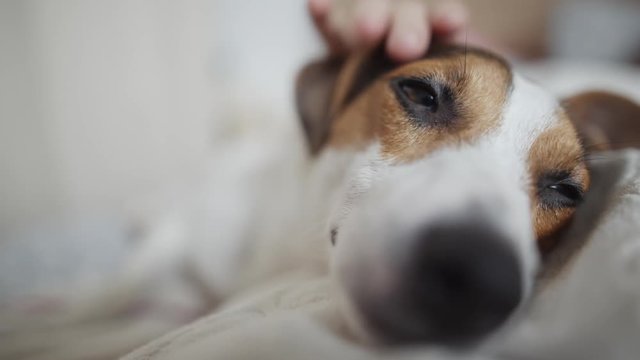 Close-up portrait of happy dog gets pleasure when her master stroked