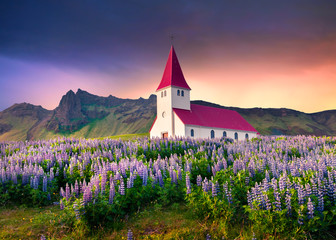 Small church surrounded by blooming lupin flowers in the Vik village.