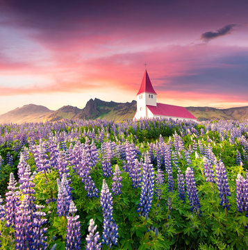 Vik i Myrdal Church surrounded by blooming lupine flowers in Vik village. © Andrew Mayovskyy