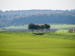 Baumgrundstück im Herbst