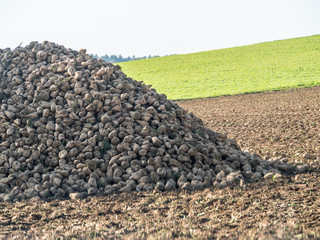 Zuckerrüben ernten