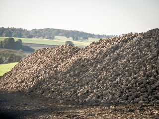 Zuckerrüben ernten