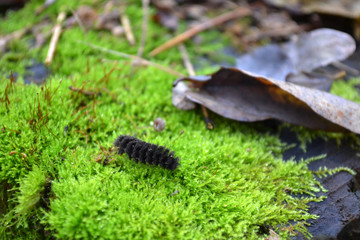 black furry caterpillar on moss