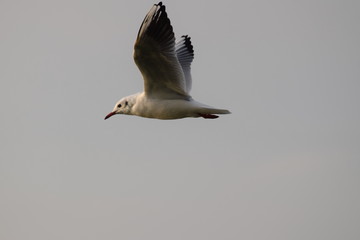 Seagull flying close-up