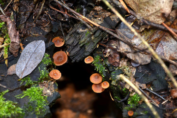 stump covered with mushrooms