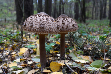 Macrolepiota rhacodes mushroom couple