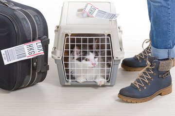 Cat in the airline cargo pet carrier