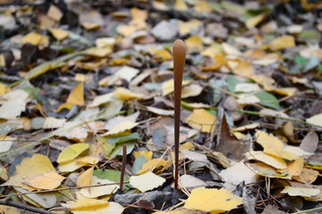 Macrotyphula fistulosa uneatable