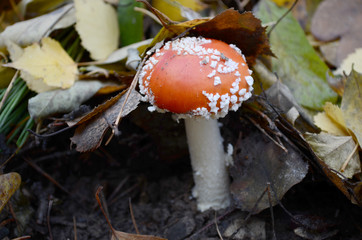 amanita under leaves