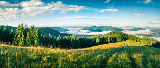 Obraz premium Picturesque summer morning in the Carpathian mountains.