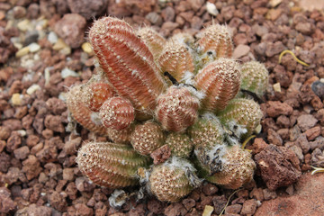 Cactus echinopsis chamaecereus