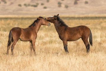 Mare and Foal Wild Horses