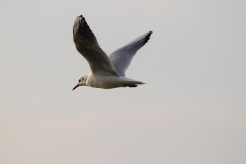 Seagull flying close-up