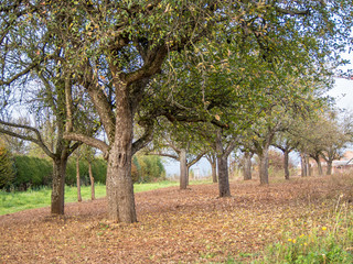 Baumgrundstück im Herbst